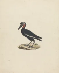 Bocorvus abyssinicus (zoborožec habešský)