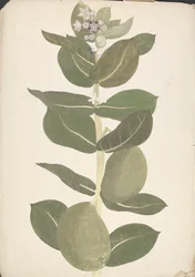 Calotropis procera (Ait.) Ait. F. (Jablko Sodomské, Auricular Tree): hotová kresba kvetoucí a plodící rostliny
