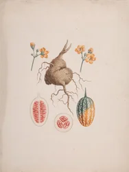 Coccinia abyssinica (Lam.): hotová kresba, hlíza a detail plodu
