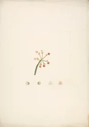 Euphorbia Nubica N.E. Br. (Nubian Spurge): hotový kresba kvetoucího a plodného natáčení, s podrobnostmi o květinových pitvách