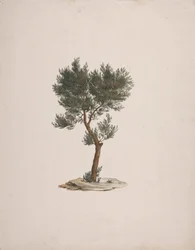 Juniperus procera Endl. (African Pencil Cedar): dokončená kresba habitu stromů