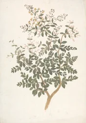 Lawsonia inermis L. (Henna): dokončená kresba kvetoucího listnatého výhonku