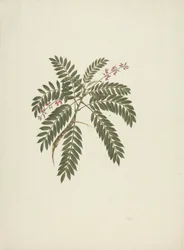 Millettia ferruginea (Hochst) Baker: hotová kresba