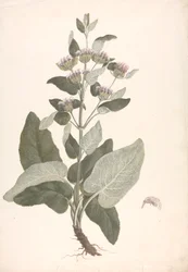 Phlomis herba-venti L. : hotová kresba