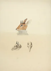 Unidentified Madoqua (Dik-dik): studium hlavy a lebky