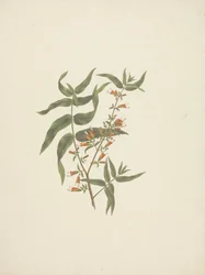 Woodfordia Uniflora (A. Rich.) Koehne: hotový kresba kvetoucího střílení