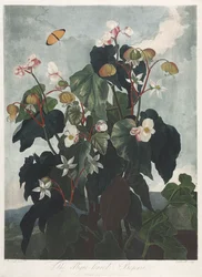 Temple of Flora, nebo Garden of Nature: The Obique-leaved Begonia