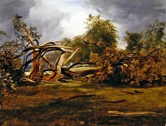 Blasted Oak (olej na palubě)