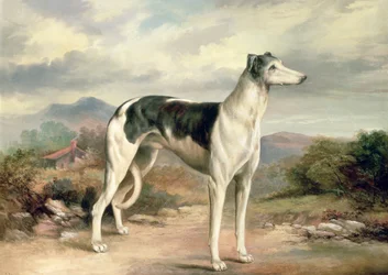Greyhound v kopcovité krajině