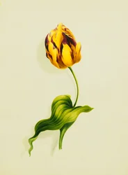 Papouščí tulipán, 1826