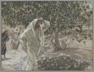 The Accursed Fig Tree, ilustrace ze Života našeho Pána Ježíše Krista, 1886-94 (wc přes grafit na papíře)