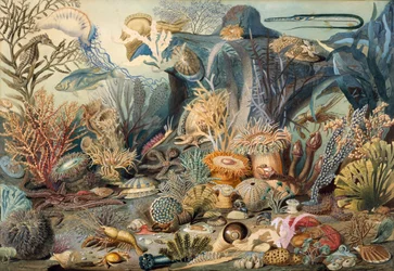 Život v oceánu. Tvůrci: James M. Sommerville, Christian Schussele.