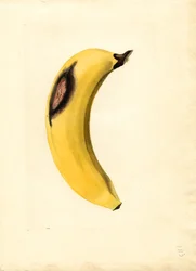 Banán (Musa) (akvarel)
