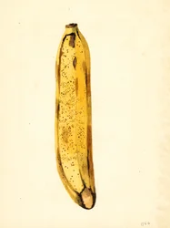 Banán (Musa) (akvarel)
