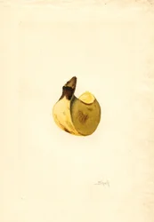 Banán (Musa) (akvarel)