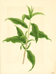 Větev se zelenými listy z broskvoně Elberta ( Prunus persica: Elberta) (akvarel)