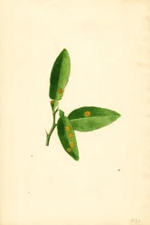 Nemocný list pomerančovníku (Citrus aurantium) (akvarel)