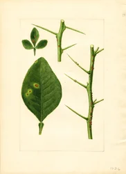 Nemocný list a větvička pomerančovníku (Poncirus trifoliata) (akvarel)