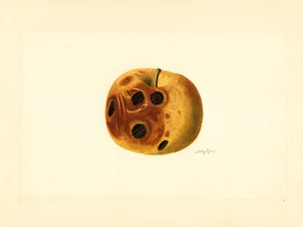 Jablko Grimes ( Malus domestica) (akvarel)