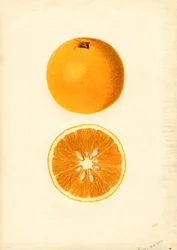 Pomeranče Homosassa ( Citrus sinensis) (akvarel)