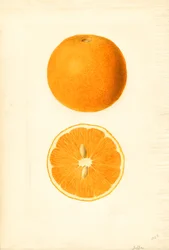 Jaffské pomeranče (Citrus sinensis) (akvarel)