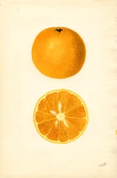 Pomeranče z Mallorky ( Citrus sinensis) (akvarel)