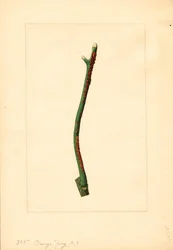 Větvička pomerančovníku (Citrus sinensis: Valencia) (akvarel)