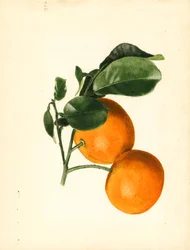 Pomeranče (Citrus aurantium: Sour x 2/3) (akvarel)