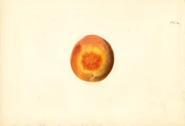 Broskev ( Prunus persica: Elberta) (akvarel)