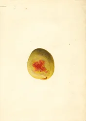 Broskev ( Prunus persica: Elberta) (akvarel)