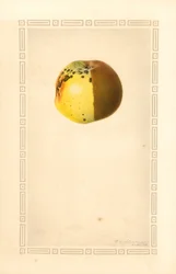 Jablko domácí (Malus domestica) (akvarel)