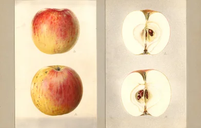 Wilsonova červnová jablka (Malus domestica) (akvarel)