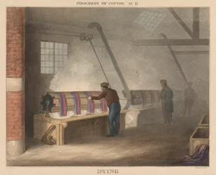 Progress of Cotton: # 11 - Umírání