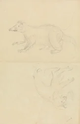 Savec (coatimundi?) a primát (kosman?). AN Coatimundi a kosman se lví hlavou