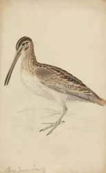 Snipe