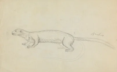 Weasel