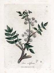 Ache falešná řeřicha - Pýr plazivý, Sium nodiflorum. Ručně kolorovaná mědirytina z botanické ilustrace Jamese Sowerbyho z Williama Woodvilla a Sira Williama Jacksona Hookera "" Medical Botany "," John Bohn, Londýn