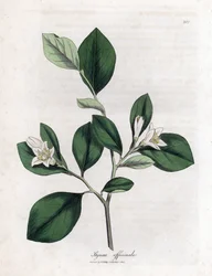 Aliboufier - Storax, Styrax officinalis. Ručně kolorovaná mědirytina z botanické ilustrace Jamese Sowerbyho z Williama Woodvilla a Sira Williama Jacksona Hookera "" Medical Botany "," John Bohn, Londýn