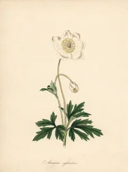 Sasanka z vrtáků - Sasanka sněženka, Anemone sylvestris. Převzato z ilustrace Jamese Sowerbyho v „Botanical Magazine“ Williama Curtise.“ Ručně kolorovaný zinkograf od C. Chabota nakreslený slečnou M. A. Burnett z jejího „“ Plantae Utiliores: or Illus