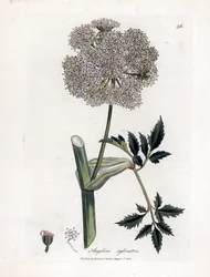 Angelique des bois ou sylvestris - Andělika lesní, Angelica sylvestris. Ručně kolorovaná mědirytina z botanické ilustrace Jamese Sowerbyho z Williama Woodvilla a Sira Williama Jacksona Hookera "" Medical Botany "," John Bohn, Londýn