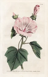 Každoroční fialový nebo čtvrtletní Lavater-litografie Jamese Sowerbyho (1757-1822), z Botanical Magazine Williama Curtisa (1746-1799)