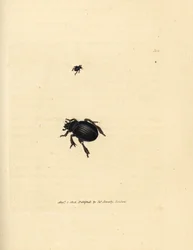 Brouk Aphodius arenarius (Scarabaeus ovalis). Ručně kolorovaná mědirytina od Jamese Sowerbyho z The British Miscellany nebo Barevné figurky nových, vzácných nebo málo známých zvířecích předmětů.