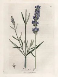 Apic levandule. Ručně kolorovaná mědirytina z kresby Jamese Sowerbyho (1757-1822), v Botanique Medicinale