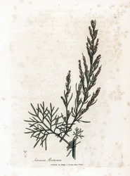 Auron nebo citronová tráva nebo pelyněk citronová - Southernwood, Artemisia abrotanum. Ručně kolorovaná mědirytina z botanické ilustrace od Jamese Sowerbyho z Williama Woodvilla a Sira Williama Jacksona Hookera "" Medical Botany," John Bohn, Londýn