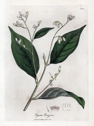 Benzoin - Benjamin tree, Styrax benzoin. Ručně kolorovaná mědirytina z botanické ilustrace Jamese Sowerbyho z Williama Woodvilla a Sira Williama Jacksona Hookera "" Medical Botany "," John Bohn, Londýn