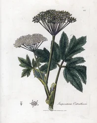 Benzoin nebo Imperatory - Mistrinka obecná, Imperatoria ostruthium. Ručně kolorovaná mědirytina z botanické ilustrace Jamese Sowerbyho z Williama Woodvilla a Sira Williama Jacksona Hookera "" Medical Botany "," John Bohn, Londýn