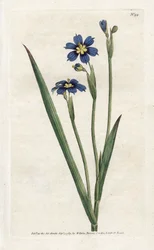 Bermudský s úzkými listy - Litografie od Jamese Sowerbyho (1757-1822), z Botanical Magazine od Williama Curtise (1746-1799)