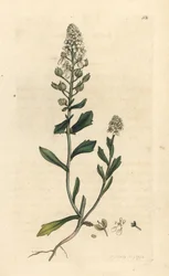 Bitter candytuft, Iberis amara. Ručně kolorovaná mědirytina podle ilustrace Jamese Sowerbyho z James Smith
