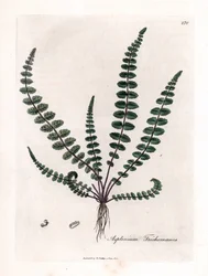 Černá doradilla nebo nepravá vlásečnice (kapraď) - Kapradina dívenka nebo sleziník, Asplenium trichomanes. Ručně kolorovaná mědirytina z botanické ilustrace Jamese Sowerbyho z William Woodville a Sira Williama Jacksona Hookera „“ Medical Bo