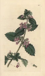Marrubium černé, Ballota nigra (Ballote noire). Ručně kolorovaná mědirytina podle ilustrace Jamese Sowerbyho z knihy English Botany Jamese Smithe, Londýn